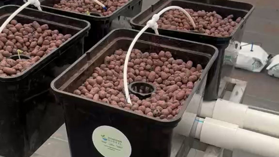 Dutch Buckets, Plumbed and Ready
